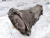 АКПП X6 E71 GA8HP70Z 24007644214 АКПП X6 E71 GA8HP70Z 24007644214